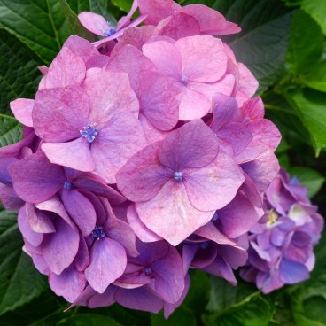 Hortensia en fleur au temple Kencho-ji à Kamakura