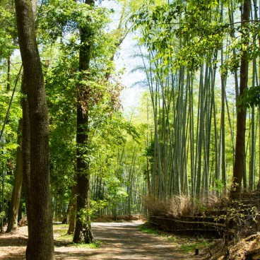 Shoden-ji (Kyoto), forêt de bambous