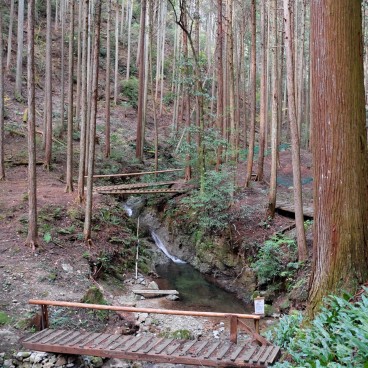 Thérapie en forêt de Yoshino, chemin à travers les cèdres