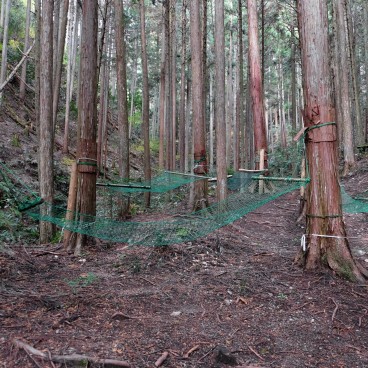 Thérapie en forêt de Yoshino, hamacs pour la pratique Shinrin-yoku