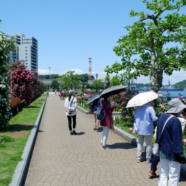 Yokosuka, jardin de roses au parc Verny 2