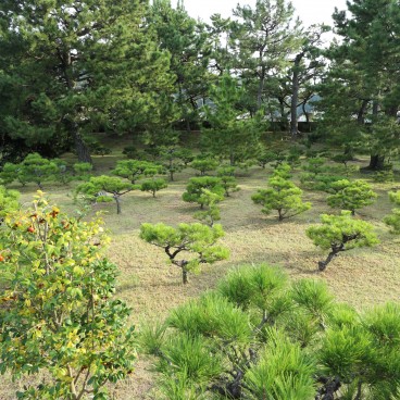 Jardin Yosui-en à Wakayama, Plantation de pins