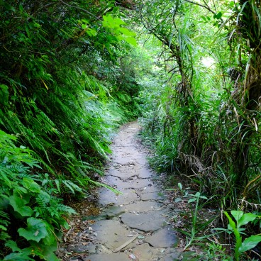 Iriomote (Yaeyama - Okinawa), randonnée dans la forêt subtropicale