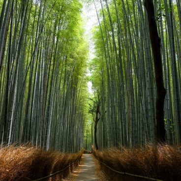 Bambouseraie d'Arashiyama, Kyoto pendant le Coronavirus en juin 2020