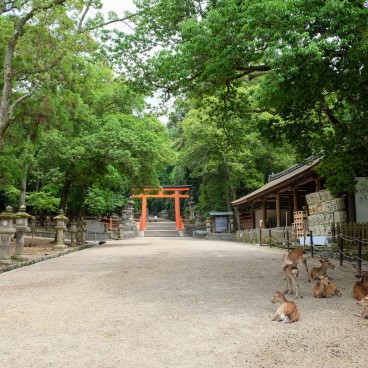 Kasuga Taisha, Nara pendant le Coronavirus en juin 2020 (2)