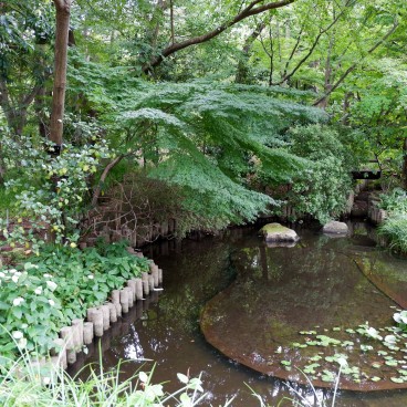 Jardin botanique Akatsuka, étang (Narimasu, Tokyo)