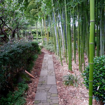 Jardin botanique Akatsuka, jardin japonais et forêt de bambous (Narimasu, Tokyo) 2