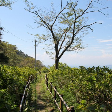 Hayama, parc Ajisai aux hortensias