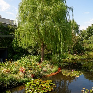 Seibu Ikebukuro Honten, jardin aux nymphéas sur la terrasse du 9e étage