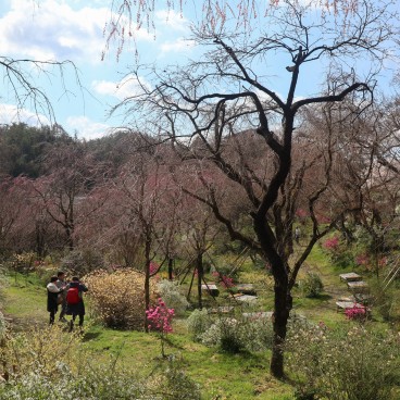 Haradani-en, vue sur le jardin avant le pic de floraison fin mars