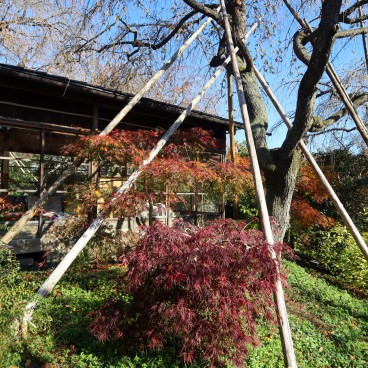 Haradani-en, couleurs automnales du jardin fin novembre