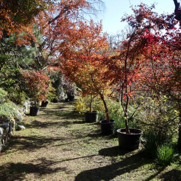 Haradani-en, allée bordée d'érables japonais avec feuillage rouge fin novembre