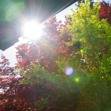 Hozan-ji (Nara), soleil et érables rouges et verts dans l'enceinte du temple