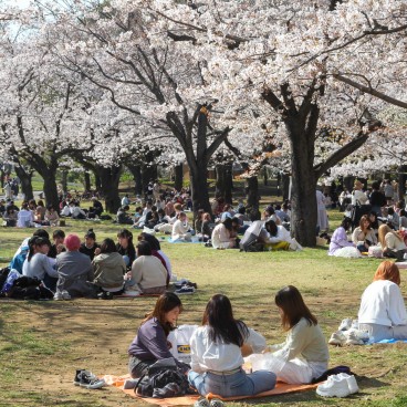 Parc Yoyogi (Tokyo), pique-nique en chaussettes sous les cerisiers