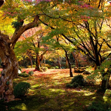 Enko-ji, jardin Jyu-gyu no niwa en automne