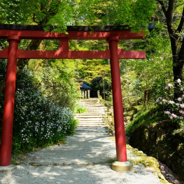 Oka-dera (Asuka), enceinte du temple au printemps et torii shinto