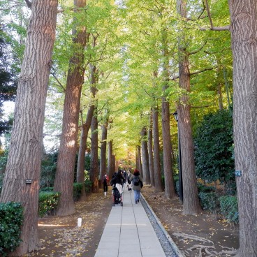Parc Otaguro (Tokyo), allée de ginkgo biloba en automne
