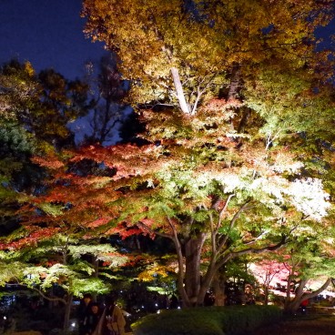 Parc Otaguro (Tokyo), vue de nuit et en automne sur les érables du jardin japonais 2