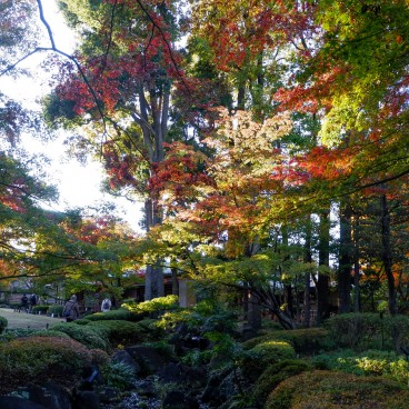 Parc Otaguro (Tokyo), vue de jour et en automne sur les érables du jardin japonais