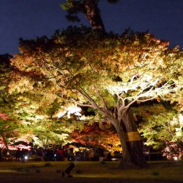 Parc Otaguro (Tokyo), vue de nuit et en automne sur les érables du jardin japonais