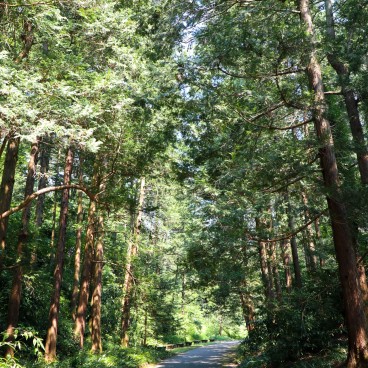 Parc Expo'70 (Osaka), allée forestière du jardin japonais 