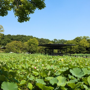 Parc Expo'70 (Osaka), plan d'eau avec nénuphars