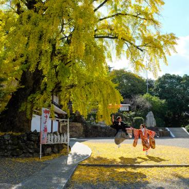 Kibitsu-jinja, séance photo pour un couple de japonais sous le ginkgo biloba