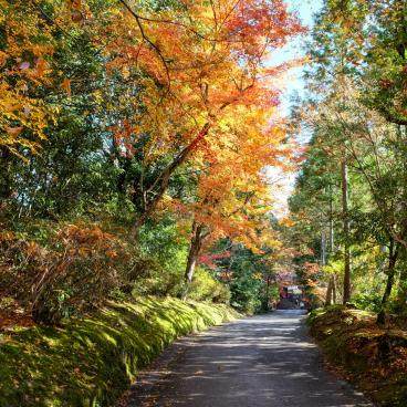 Manshu-in (Kyoto), allée d'érables en automne