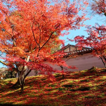 Manshu-in (Kyoto), mur d'enceinte du temple en automne
