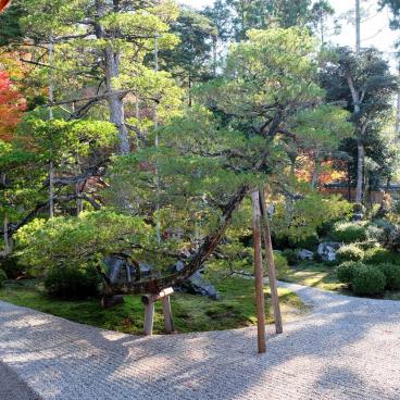 Manshu-in (Kyoto), jardin sec en automne et pin quadricentenaire vu du Daishoin