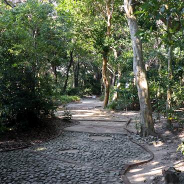 Ile des perles de Mikimoto, allée de promenade sous les pins 2