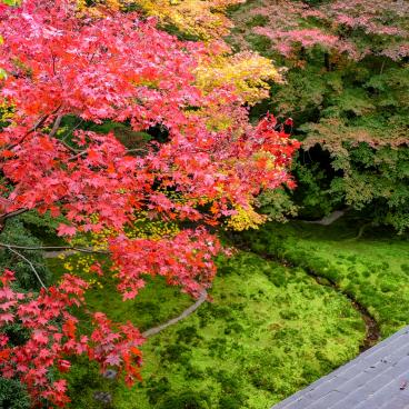 Ruriko-in, jardin Ruri-no-niwa et ses érables rouges en automne