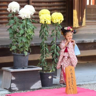 Sumiyoshi Taisha (Osaka), séance photos d'une petite fille en kimono pour Shichi-Go-San en novembre