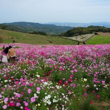 Awaji, parc floral Awaji Hanasajiki en période de floraison des cosmos à l'automne