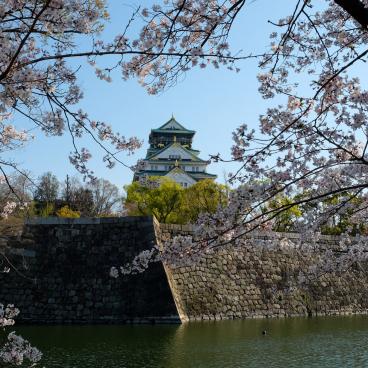 Chateau d'Osaka, vue sur les cerisiers en fleur et le donjon