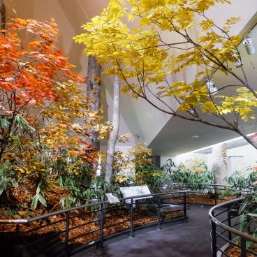 Musée Tateyama de Toyama, reproduction de la forêt de hêtres de Bijodaira en automne