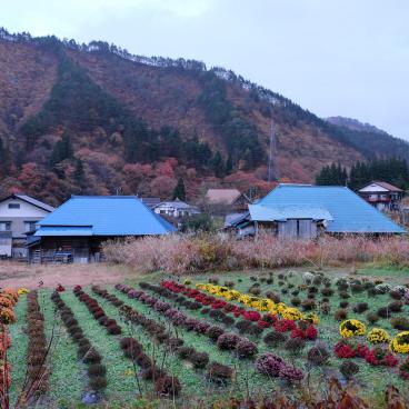 Oku Aizu (Kaneyama), vue sur les maisons du village et la culture des chrysanthèmes en novembre