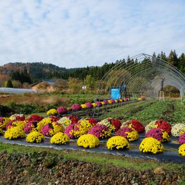 Oku Aizu (Fukushima), culture de chrysanthèmes en fleurs en novembre
