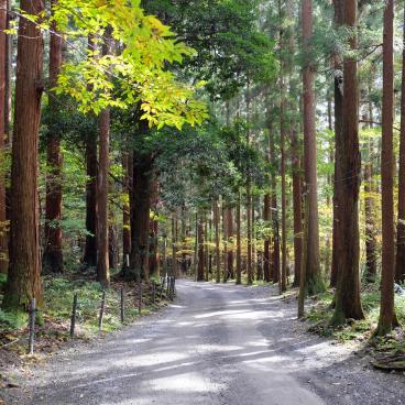 Yahiko-jinja, sentier à travers la forêt de cèdres
