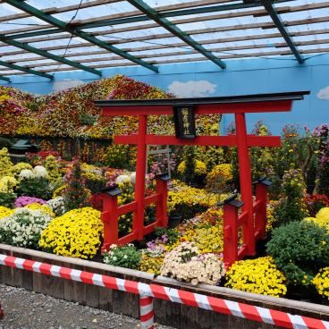 Yahiko-jinja, exposition de chrysanthèmes pendant Kiku Matsuri en novembre