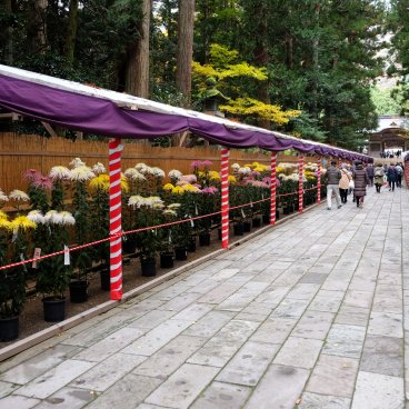 Yahiko-jinja (Niigata), exposition de chrysanthèmes en novembre dans l'enceinte du sanctuaire