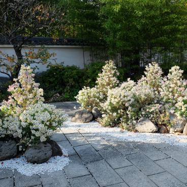 Koko-en, chrysanthèmes du Japon en novembre, fleurs officielles de la préfecture de Hyogo