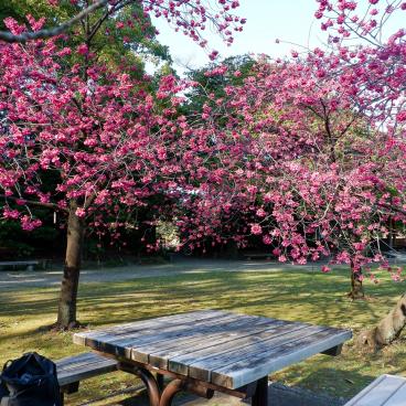 Kiyosumi Teien, table de pique-nique sous cerisiers précoces en fleurs en février (Kan Hi-zakura)
