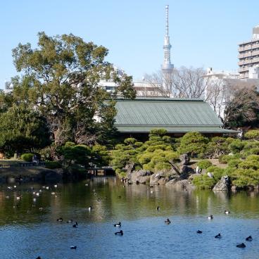 Kiyosumi Teien, vue sur les canards, le Mémorial de Taisho et la tour Skytree