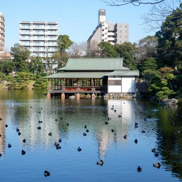 Kiyosumi Teien, vue sur les canards du plan d'eau et le pavillon flottant Ryo-tei