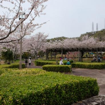 Parc Settsukyo (Osaka), espace Sakura Square avec les cerisiers en fleurs au printemps 2