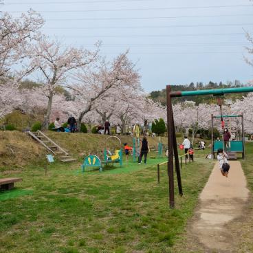 Parc Settsukyo (Osaka), jeux pour enfants sous les cerisiers en fleurs au printemps