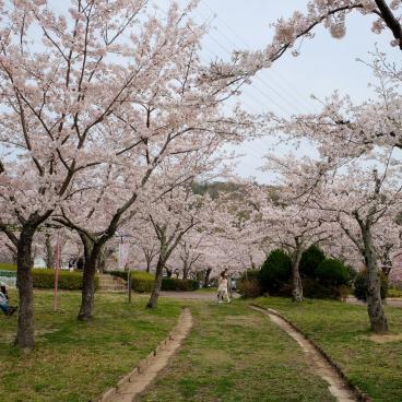 Parc Settsukyo (Osaka), espace Sakura Square avec les cerisiers en fleurs au printemps 3