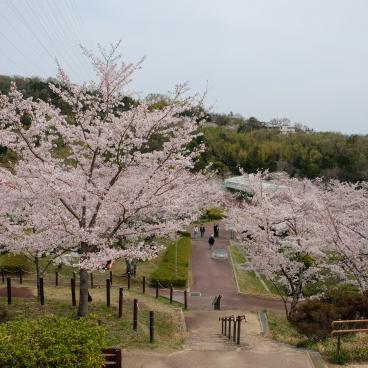 Parc Settsukyo (Osaka), espace Sakura Square avec les cerisiers en fleurs au printemps 4