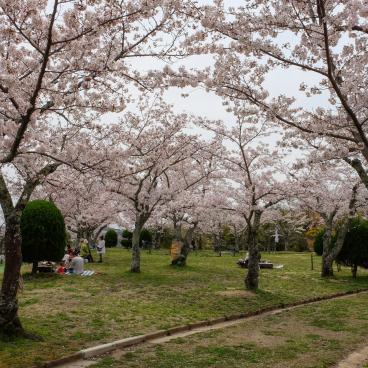 Parc Settsukyo (Osaka), espace Sakura Square avec les cerisiers en fleurs au printemps 5
